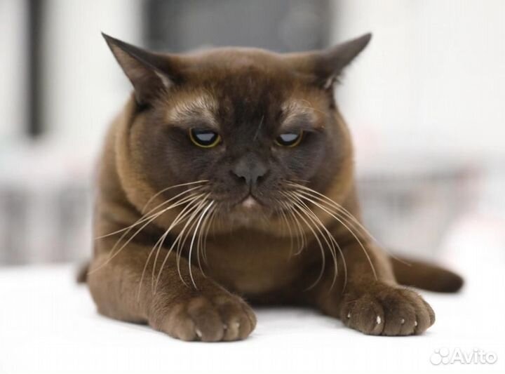 Кот на вязку