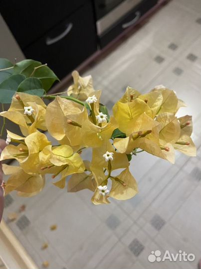 Бугенвиллии разные сорта