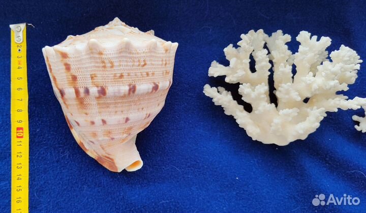 Морские раковины и кораллы коллекция