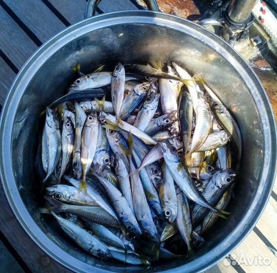 Морская рыбалка в Сочи