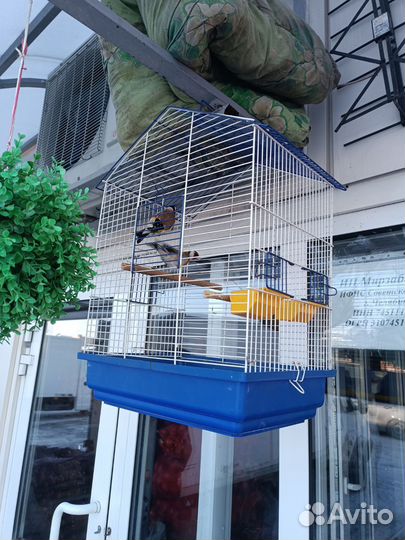 Птица щегол