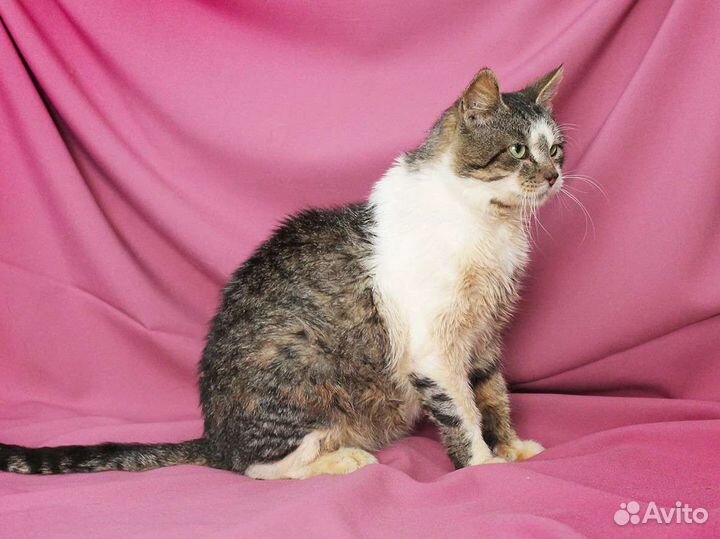 Мечтает стать домашним любимчиком