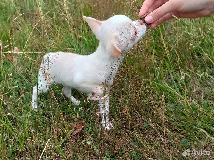 Щенок мини чихуахуа