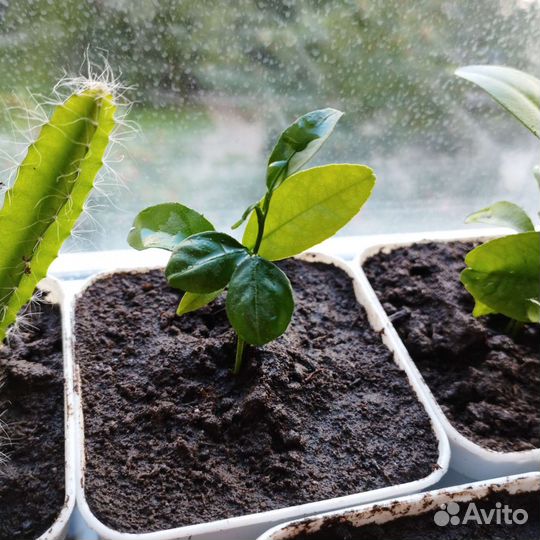 Саженцы мандарина