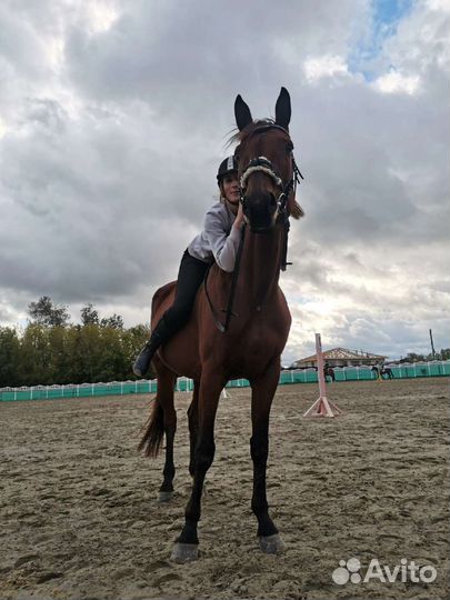 Прогулки на лошади, конные прогулки, лошади Брянск