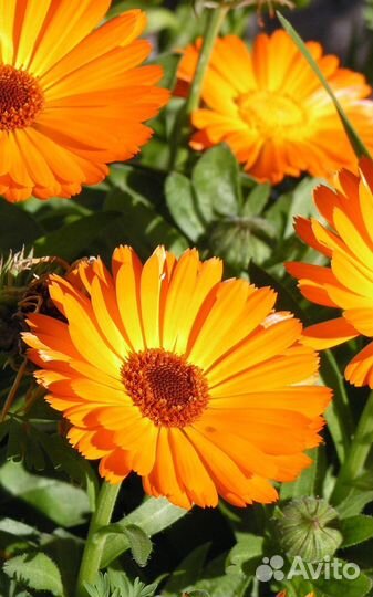 Колендула (семена)