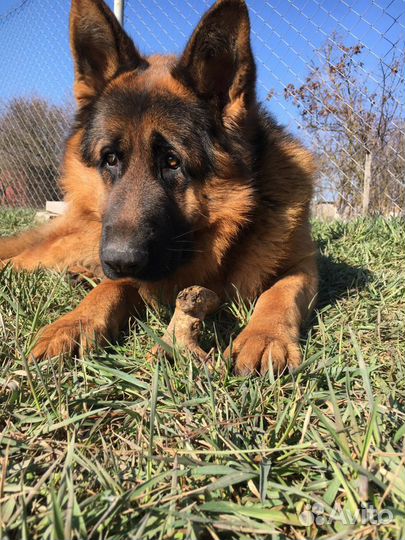 Немецкая овчарка вязка