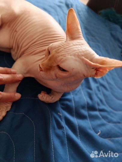 Канадский сфинкс бесплатно