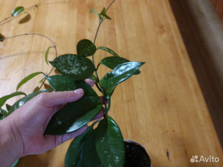 Хойя 3 вида)