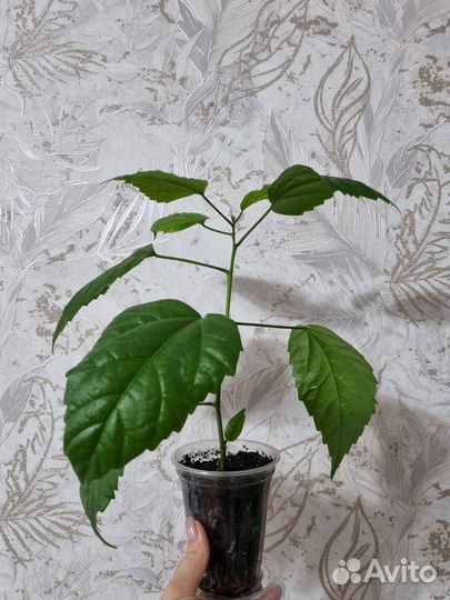 Гибискус китайская роза махровая