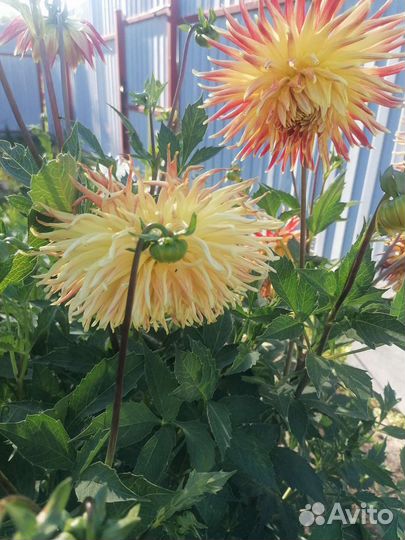 Георгины клубни