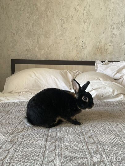 Кролик карликовый рекс