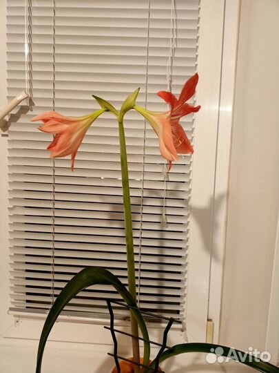 Лилия домашняя (гиппеаструм)