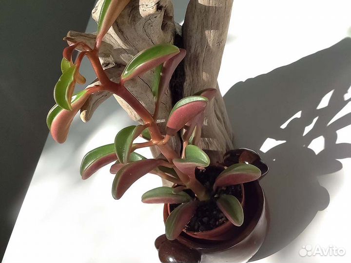 Пеперомия Гравеоленс Комнатные растения суккуленты