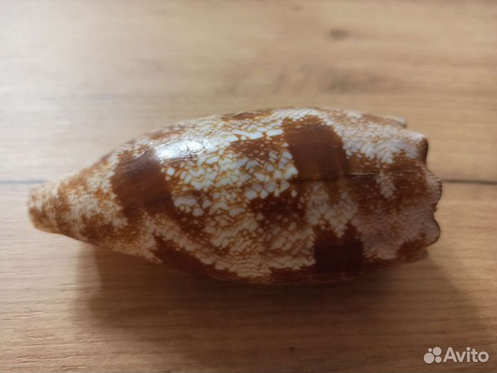 Морская раковина