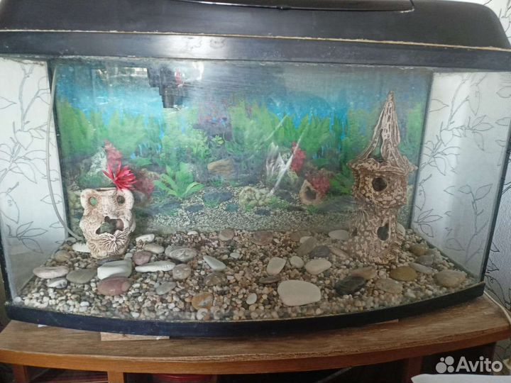 Продаётся аквариум со всем содержимом