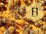 Пчелиные матки Бакфаст Ф1