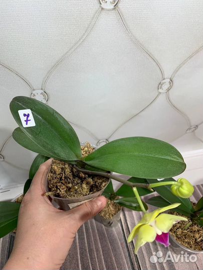 Орхидея бабочка фаленопсис