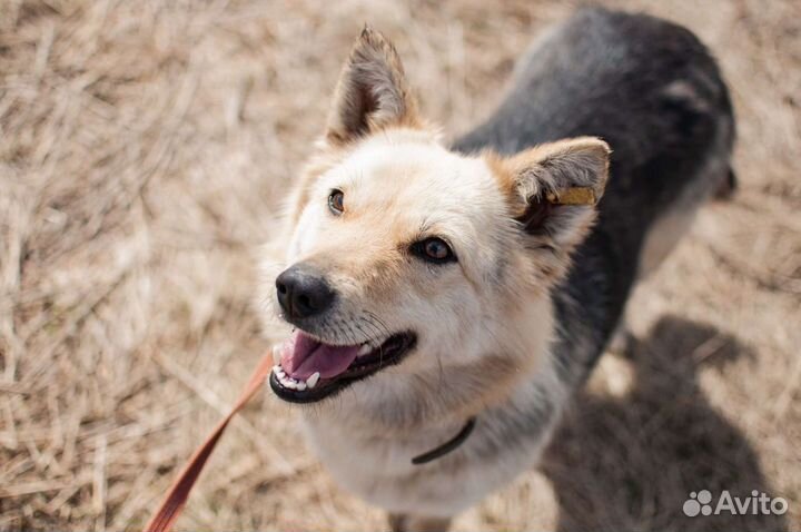 Собака из приюта в добрые руки бесплатно