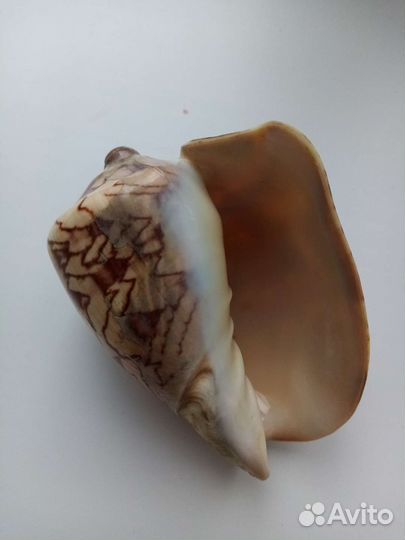 Ракушка сувенирная большая