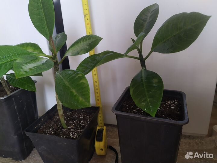 Плюмерия, микс