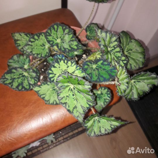 Бегония тигровая