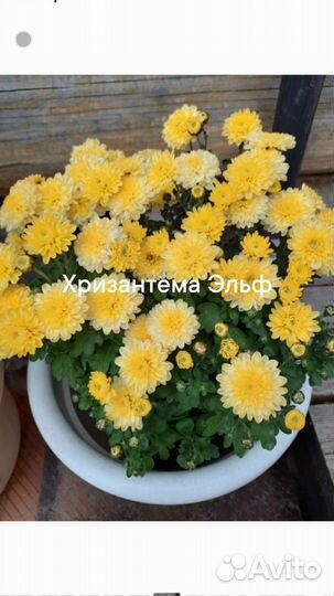 Хризантема Эльф