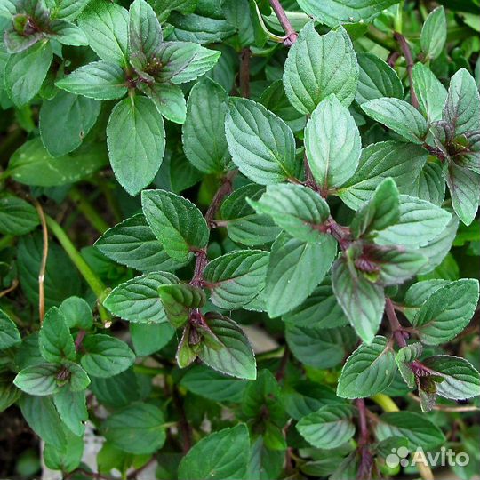 Тархун, Чабрец, Мята, Эхинацея, Шалфей, Иссоп