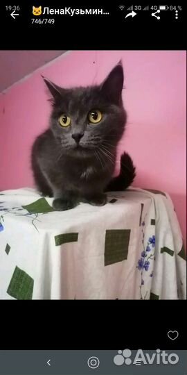 Красотка девочка Нора,2 года,стерильная, ласковая