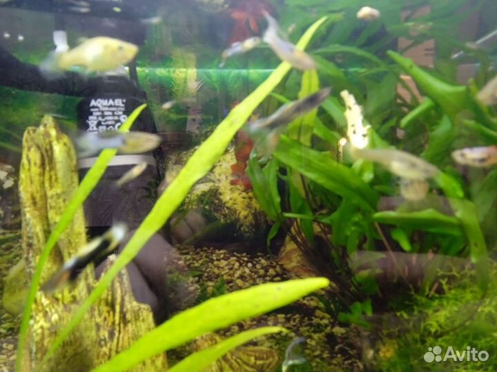 Аквариумные рыбки Гуппи