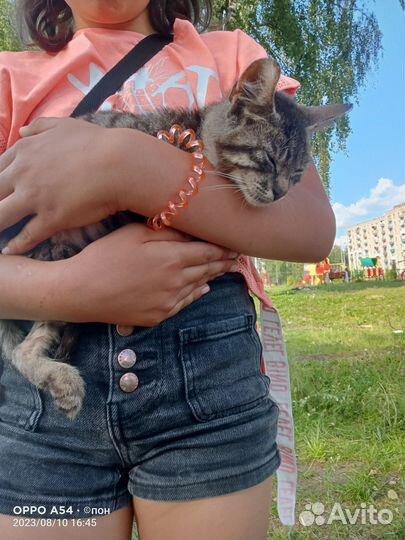 Уличные котята