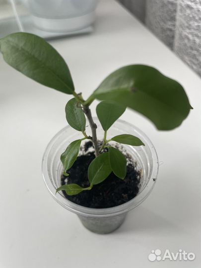 Фикус Микрокарпа