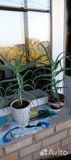 Алоэ столетник