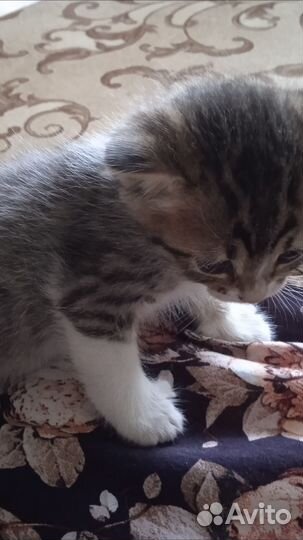 Котята в добрые руки приучены к лотку