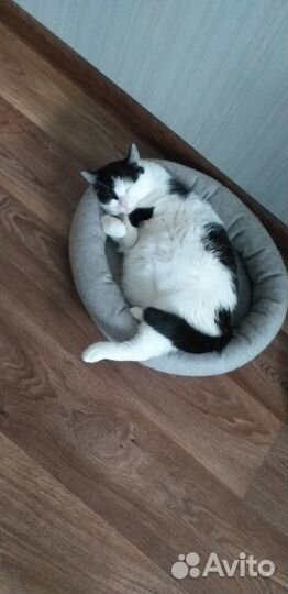 Лежанка для кошек/собачек не больших