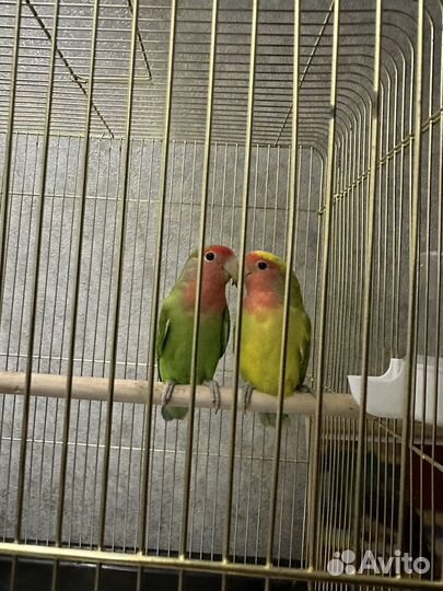 Попугай неразлучники с клеткой