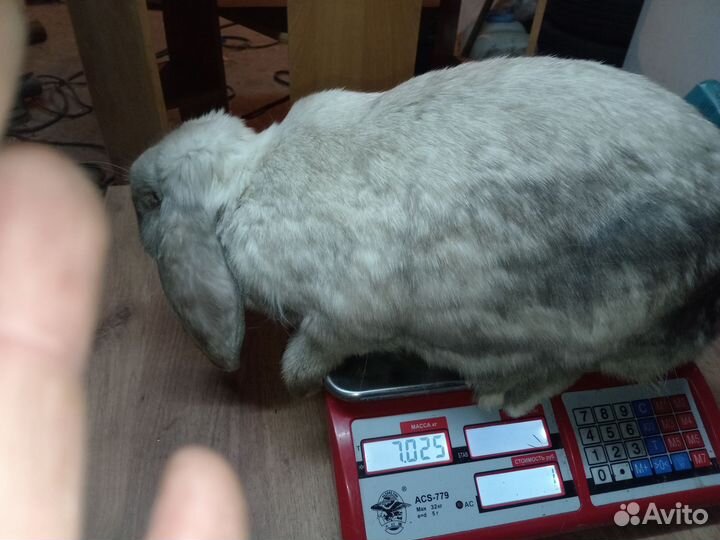 Французский баран кролик