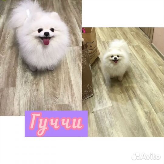 Малый шпиц 1.8 мес