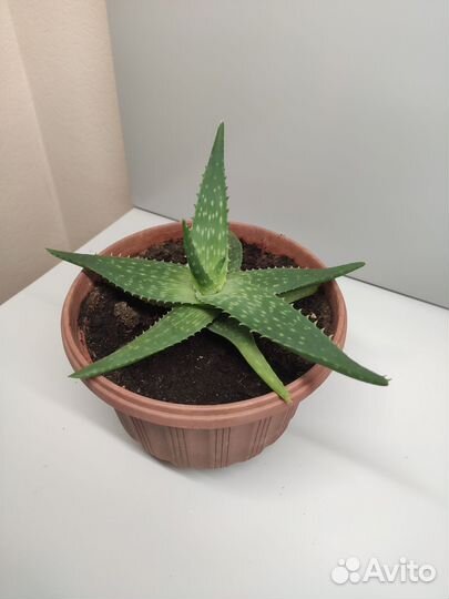 Комнатные цветы: алоэ вера, фикус Бенджамина