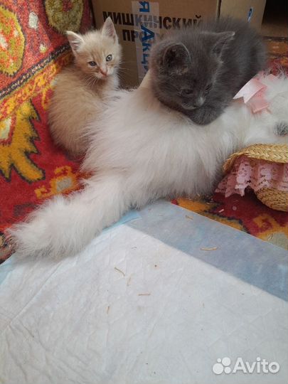 Котята в добрые руки