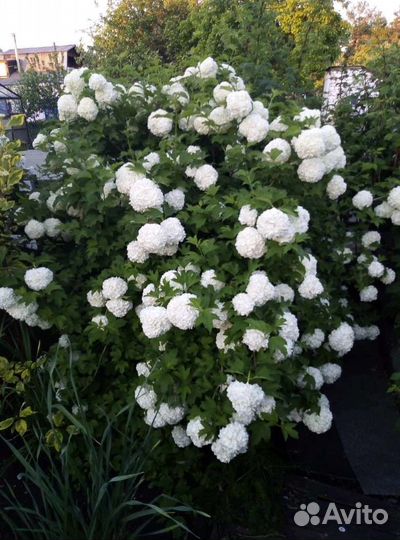 Ива Нана,бульдонеж,спирея японская