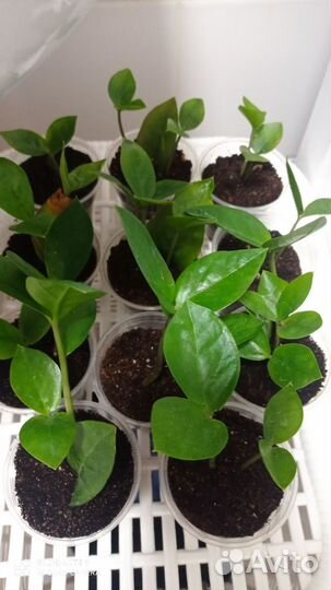 Замиокулькас крассула сансевьерия хавортия