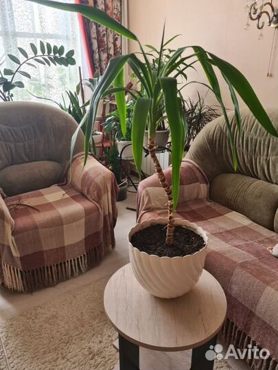 Продам цветы