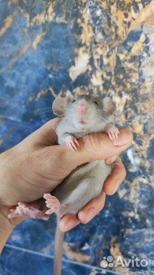 Крыса дамбо голубая