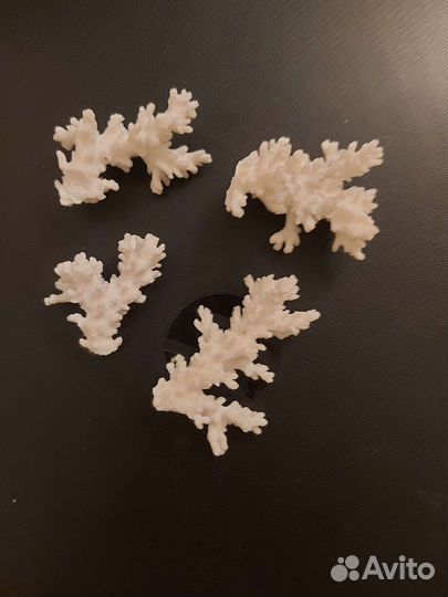 Ракушки и кораллы