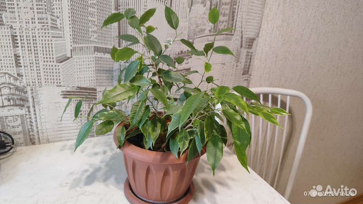 Фикус бенджамина