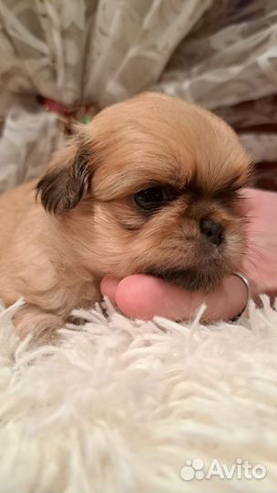 Щенки пекинеса