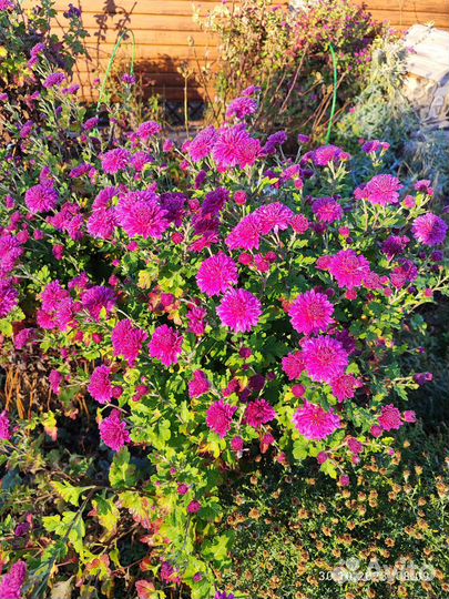 Хризантема дубок