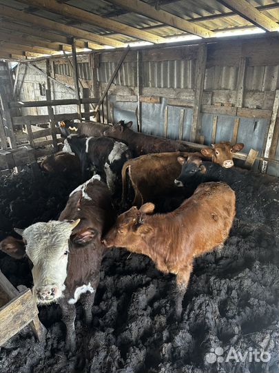 Бычки и телята