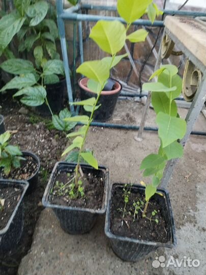 Папая, аннона